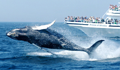 Whale watching boat trip